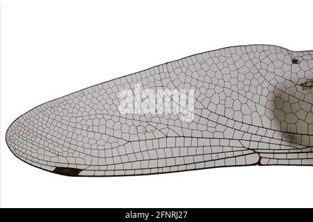 Ala di una libellula da vicino, isolata su bianco Foto Stock