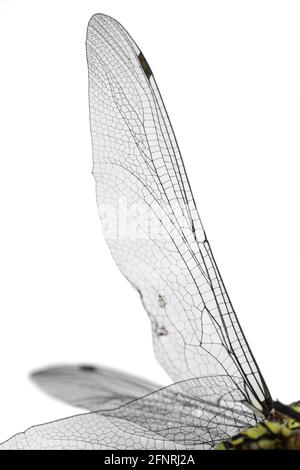Ali di una libellula da vicino, isolate su bianco. Immagine verticale Foto Stock