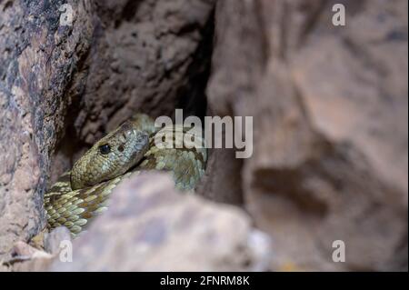 Rattlesnake dalla coda nera orientale a un den. Montagne di Magdalena, New Mexico, Stati Uniti. Foto Stock