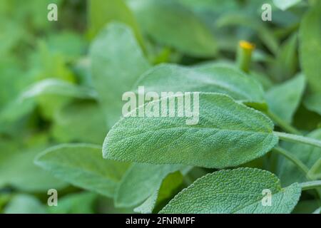 vista ravvicinata delle foglie di salvia che crescono all'aperto alla luce del sole Foto Stock