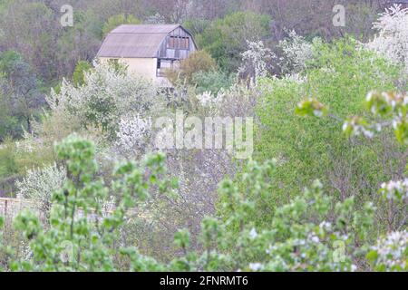 Una casa intorno agli alberi che fioriscono in bianco in primavera ora Foto Stock