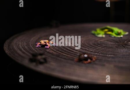 Sydney. 18 maggio 2021. Gli esemplari di rana sono visti al Museo Australiano di Sydney, Australia, il 18 maggio 2021. Il Museo Australiano è il più antico museo in Australia, con una reputazione internazionale nei campi della storia naturale e antropologia. È stato inizialmente concepito e sviluppato secondo il modello europeo contemporaneo di un magazzino enciclopedico di storia culturale e naturale e presenta collezioni di zoologia vertebrata e invertebrata. Credit: Bai Xuefei/Xinhua/Alamy Live News Foto Stock
