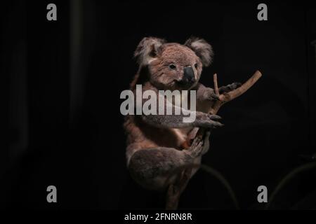 Sydney. 18 maggio 2021. Un esemplare di koala è visto al Museo Australiano di Sydney, Australia, il 18 maggio 2021. Il Museo Australiano è il più antico museo in Australia, con una reputazione internazionale nei campi della storia naturale e antropologia. È stato inizialmente concepito e sviluppato secondo il modello europeo contemporaneo di un magazzino enciclopedico di storia culturale e naturale e presenta collezioni di zoologia vertebrata e invertebrata. Credit: Bai Xuefei/Xinhua/Alamy Live News Foto Stock