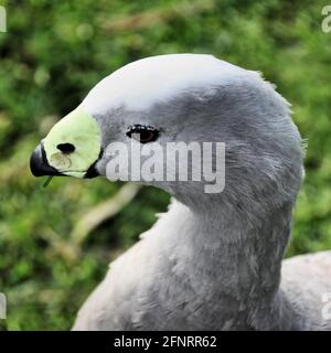 Un primo piano di un capo Barren Oca Foto Stock