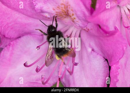 Steinhummel, Stein-Hummel, Bombus lapidarius, Pyrobombus lapidarius, Melanobombus lapidarius, Aombus lapidaidarius, Weibchen beim Blütenbesuch auf Rhodod Foto Stock