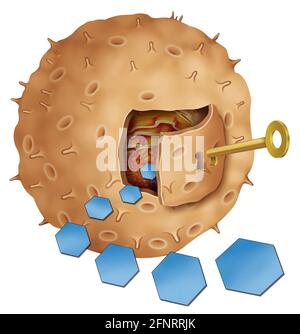 Il recettore dell'insulina è attivato dall'insulina ormonale. Questo permette al glucosio di entrare nelle cellule del corpo per fornirci energia. Foto Stock