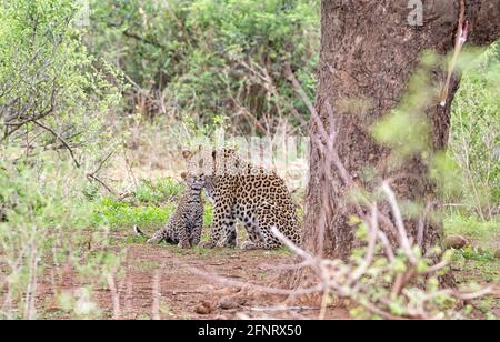 Una madre leopardo e il suo cucciolo sotto un albero dove Ha ucciso la sua Impala nella savana dell'Africa meridionale Foto Stock