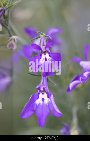 Immagine verticale di fiori blu Lobelia erinus del giardino Foto Stock