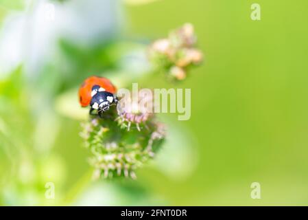 Sette Ladybird macchiato o Ladybug (Coccinella septempunctata) strisciando su piante verdi in prato Foto Stock