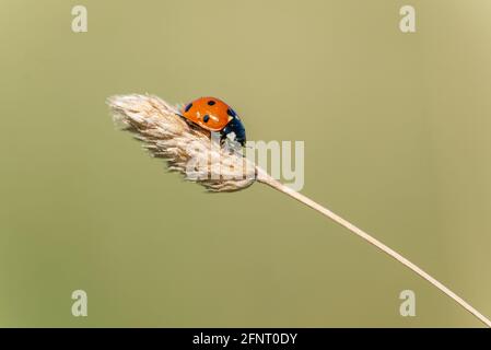 Ladybird (Coccinella septempunctata) strisciante su fusto di erba secca Foto Stock