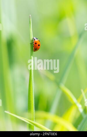 Ladybird Coccinella septempunctata strisciando su lama di erba in prato verde brillante Foto Stock