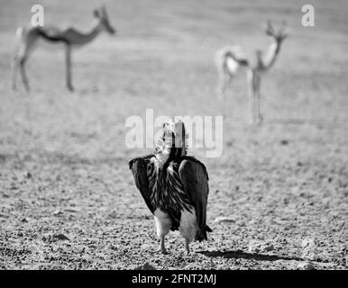 Un avvoltoio con lappone in piedi a terra nella Savannah In Africa del Sud Foto Stock