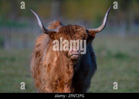 Highland Catlle-Bos Taurus. Molla. Regno Unito Foto Stock