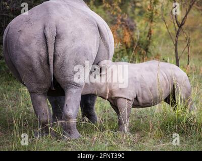 Vitello bianco rinoceronte in piedi accanto alla madre con la testa sotto il ventre che succhia Foto Stock