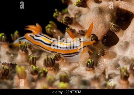 Colorata lumazza marina di nudibranchi che strisciano attraverso la barriera corallina nelle acque tropicali di Mactan Island, Cebu, Filippine, mostrando vibrante biodiversità marina Foto Stock