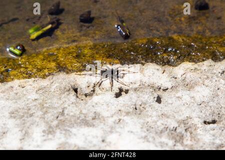 Diving campana ragno Argyroneta aquatica accanto acqua su pietra, ruscello Ikva, Sopron, Ungheria Foto Stock