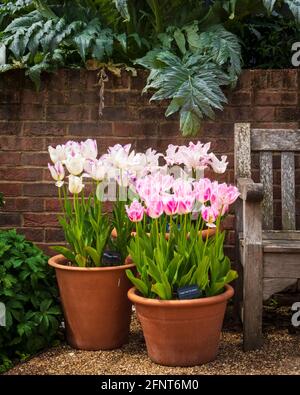 Visualizzazione in vaso di tulipani accanto al sedile all'aperto sul lato destro Hyde Hall Gardens a Essex in una mattina di maggio noiosa Con il Foliage verde in background Foto Stock