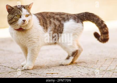 Sul marciapiede si cammina un bel gatto con un collare Foto Stock