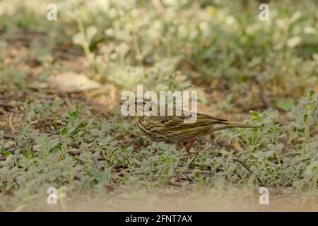 Pipit con dorso di oliva (Anthus hodgsoni) Foto Stock