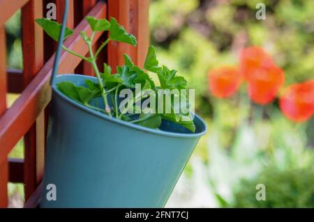 Primo piano su una pianta in vaso con foglie verdi, pelargonio in crescita nel giardino con tulipani rossi sullo sfondo in una giornata di sole in Polonia Foto Stock