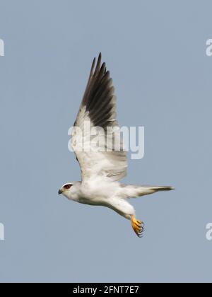 Nero-Kite con spallamento (Elanus axillaris) Foto Stock