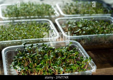 Sfondo Microgreen. Germogli germogliati di cavolo. Giardinaggio urbano. Cibo vegano biologico. Vitamine utili. Crescere a casa. Crescere e acqua micrograni. Foto Stock
