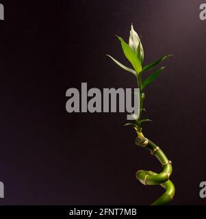 Green Lucky Bamboo o Dracena Houseplant primo piano sullo sfondo nero. Foto Stock