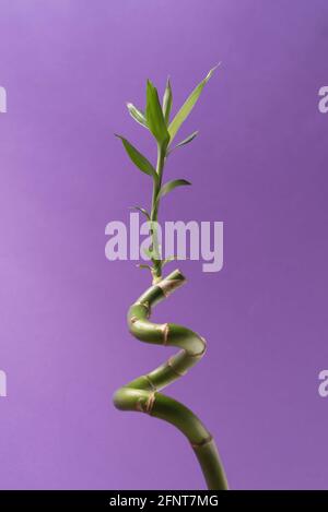 Green Lucky Bamboo o Dracena Houseplant primo piano sullo sfondo viola. Foto Stock