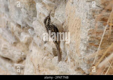 Treecreeper con coda di bar (Certhia himalayana) a Uttarakhand, India Foto Stock