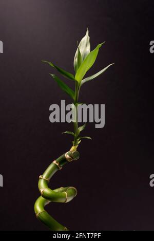 Green Lucky Bamboo o Dracena Houseplant primo piano sullo sfondo nero. Foto Stock