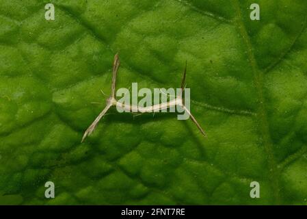 insetti accoppiamento Foto Stock