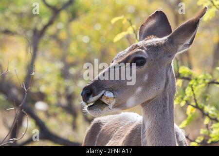 Greater Kudu (Tragelaphus strepsiceros) ritratto closeup femminile mangiare un osso dimostrare osteofagia nel Parco Nazionale Kruger, Sudafrica con sfocatura Foto Stock