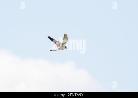 Un Kestrel dettagliato galleggia contro un bel cielo blu con nuvole bianche, l'uccello della preda è in cerca di preda Foto Stock