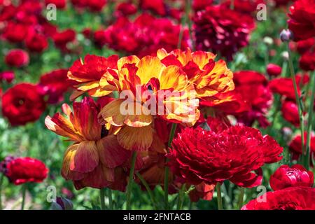 Testa di fiori gialli e rossi Ranunculus asiaticus primo piano dei buttercups persiani. Messa a fuoco selettiva Foto Stock