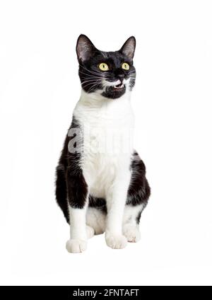 Ritratto a lunghezza intera di gatto seduto bianco e nero isolato su sfondo bianco. Foto Stock