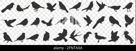 Silhouette di uccelli doodle set. Collezione di diverse sagome nere  disegnate a mano di uccelli volanti con ali in file isolate su sfondo  trasparente Immagine e Vettoriale - Alamy