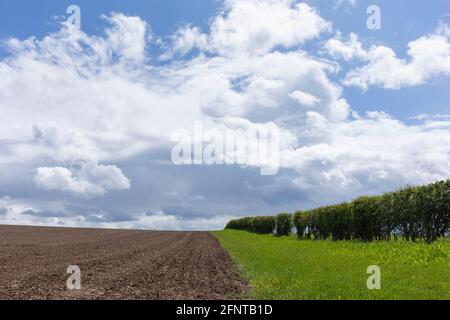 Un hedgerow su terreni agricoli vicino Alcester in Warwickshire, Regno Unito Foto Stock