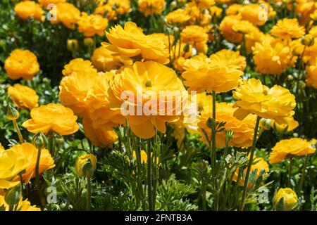 Testa di fiori gialli Ranunculus asiaticus primo piano dei buttercups persiani. Messa a fuoco selettiva Foto Stock