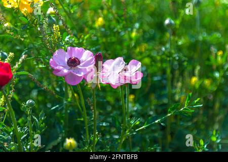 Testa di fiori rosa Ranunculus asiaticus buttercups persiano primo piano Foto Stock