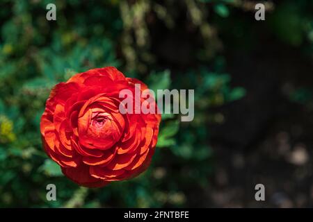 Testa di fiore rosso Ranunculus asiaticus buttercups persiano primo piano su sfondo verde sfocato. Messa a fuoco selettiva Foto Stock