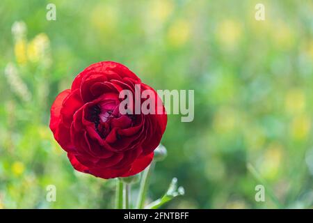 Testa di fiore rosso Ranunculus asiaticus buttercups persiano primo piano su sfondo verde sfocato. Messa a fuoco selettiva Foto Stock