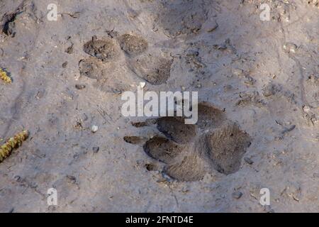 Cane o lupo traccia nel fango Foto Stock