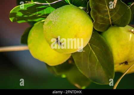 Frutti maturi di mela cotogna gialla. Mazzo di frutti di mele cotogne gialle che crescono sul cespuglio in campagna. Foto Stock