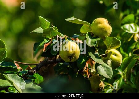 Frutti maturi di mela cotogna gialla. Mazzo di frutti di mele cotogne gialle che crescono sul cespuglio in campagna. Foto Stock