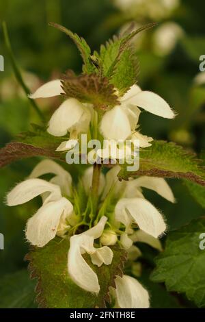 Un primo piano di una pianta di ortica incuneante con bianco fiori in primavera Foto Stock