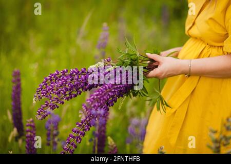 Una ragazza in abito giallo raccoglie un bouquet di lupini in estate in campo. Donna con un bouquet di fiori di lupino in una giornata estiva soleggiata. Foto Stock