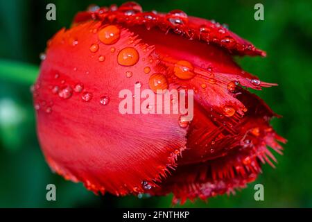 Gocce di pioggia sui petali rossi di tulipano. Acqua e fiori. Maggio polacco. Fiori e San Valentino. La bellezza dei tulipani. Rosso intenso. Foto Stock