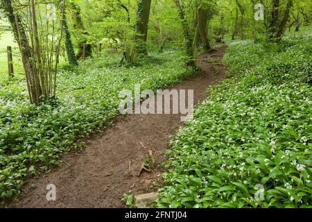 Un percorso attraverso Wild Garlic o Ramsons (Allium ursinum) in Round Wood a Milton Hill nel Mendip Hills National Landscape in primavera, Wells, Somerset. Inghilterra. Foto Stock