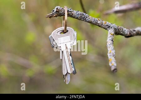 le chiavi appendono aggrappate ad un ramo nel bosco. perdita di opportunità per tornare a casa. Foto di alta qualità Foto Stock