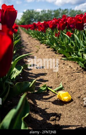 Tulipano giallo circondato da tulipani rossi - essere diverso Foto Stock